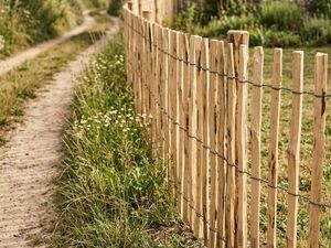 Ganivelle Châtaignier